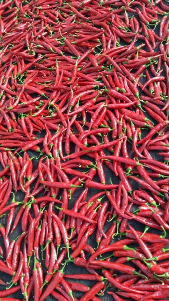 õ ó   Ȯ (2015.8.17~18)