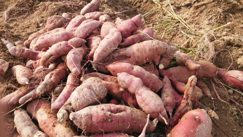 õ óԸ  Ȯ(2015.10.8)