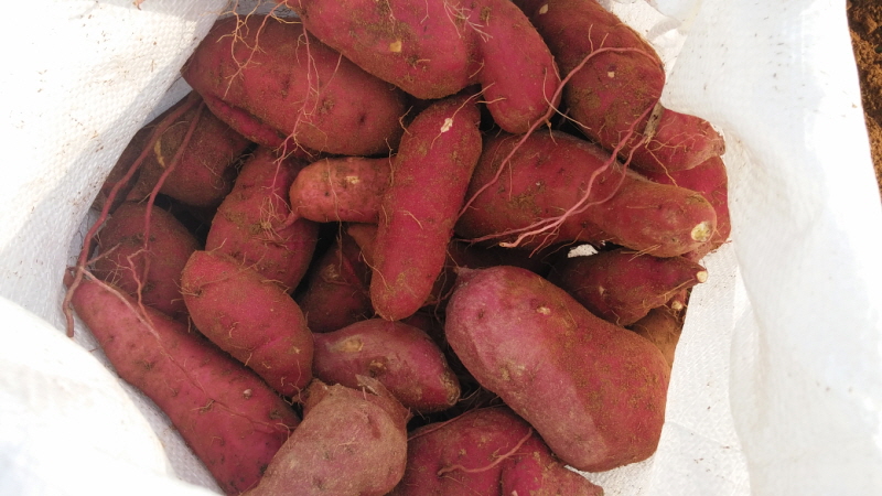 õ óԸ  Ȯ(2015.10.8)