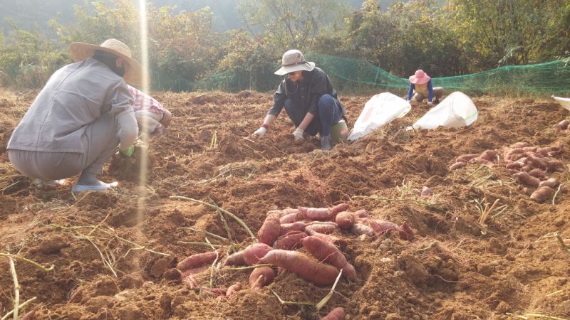 õ óԸ  Ȯ(2015.10.8)