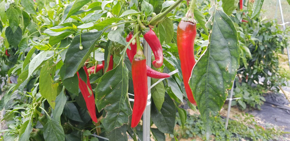 õ ұ  ߼Ȯ(2017. 10.16)