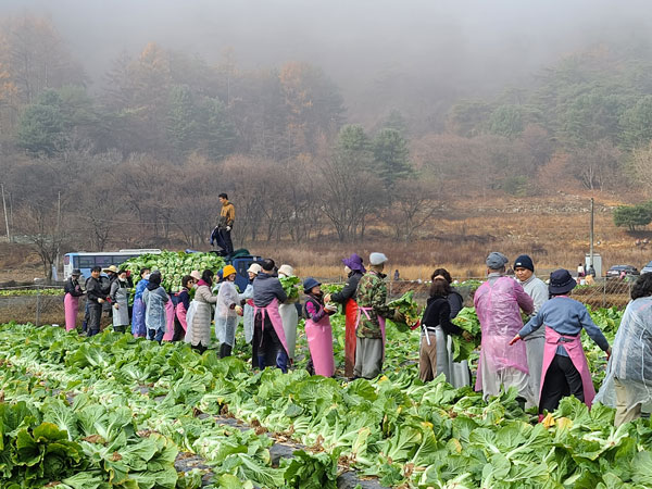 제천 불교마을 김장 배추수확(2022년 11월16일)
