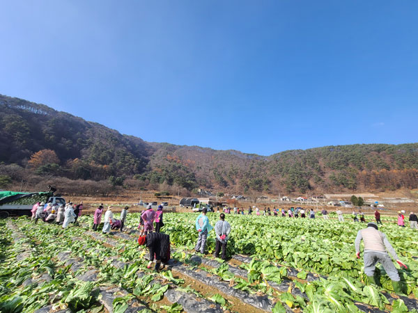 제천 불교마을 김장 배추수확(2022년 11월16일)